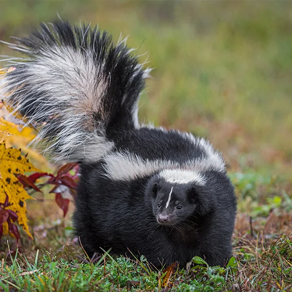 A skunk — the unofficial mascot of Kearny's wastewater situation